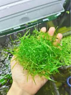 Guppy Grass