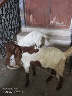 2 goats age 6 months