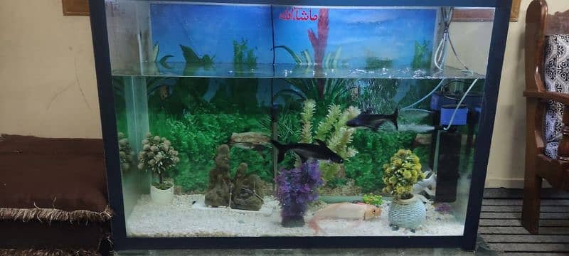 fish Aquarium 6