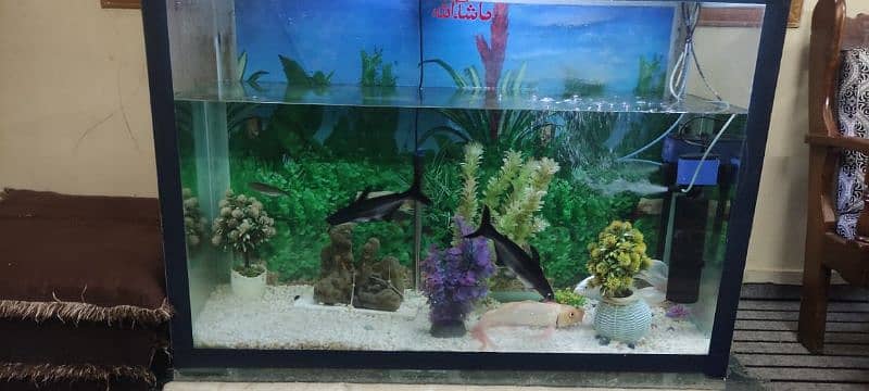 fish Aquarium 7