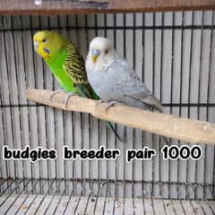 Budgies/Red Opaline Rump / Cockatiel pair .