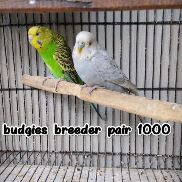 Budgies/Red  Rump/Cocktail breeder Pairs. 2