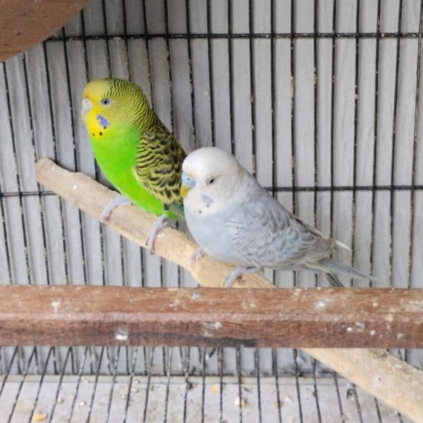 Budgies/Red  Rump/Cocktail breeder Pairs. 3