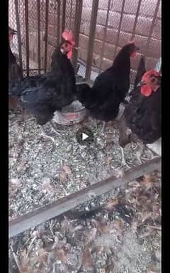 australop hen egg laying 0