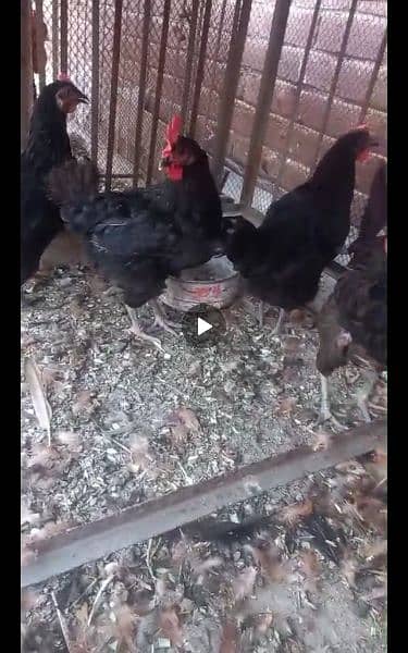 australop hen egg laying 1