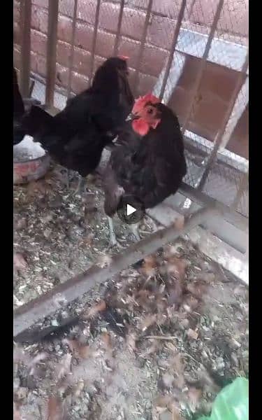 australop hen egg laying 2