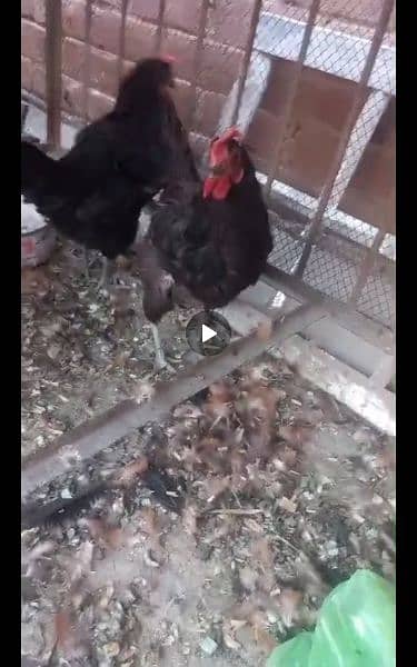 australop hen egg laying 3