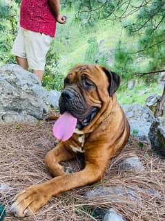 bullmastiff female dog