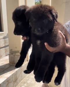 Black German Shepherd Puppy Pair Available For Sale