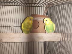 Australian Parrots 2 Pair 0