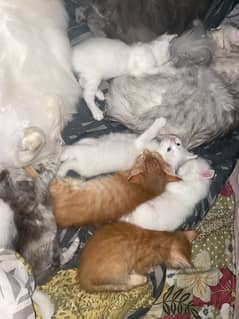 6 Kitten,s 30-40 Day,s