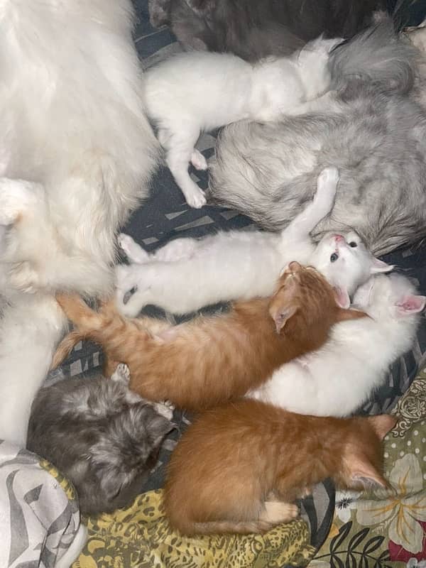 6 Kitten,s 30-40 Day,s 1