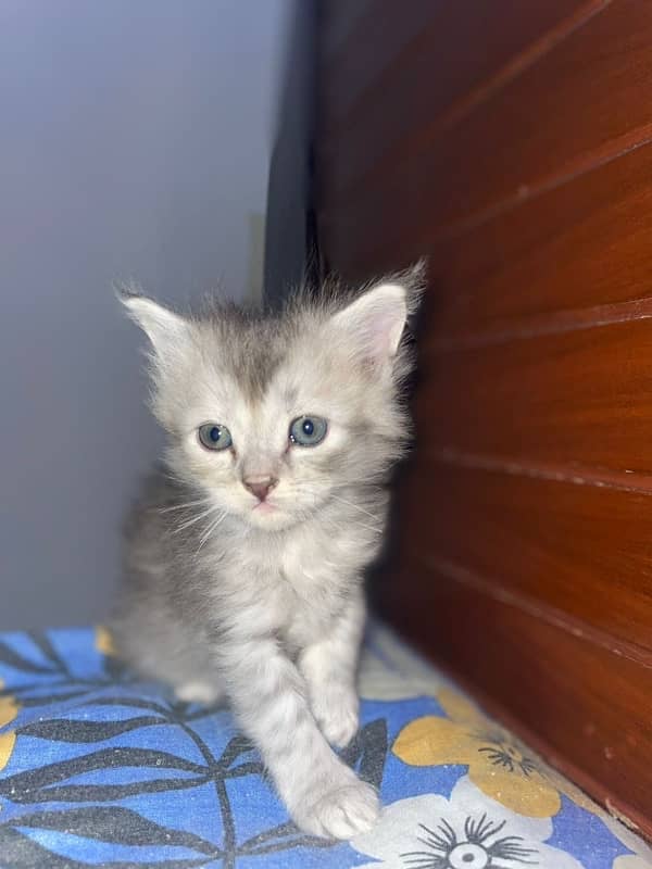 6 Kitten,s 30-40 Day,s 4