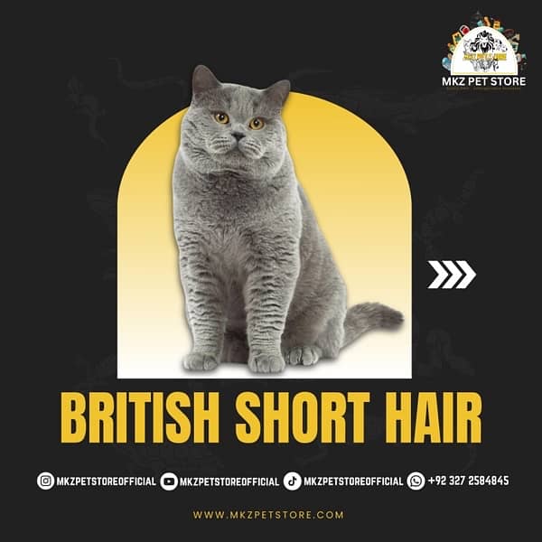 Maine coon / Bengal cat / Bristish Short Hair / Scottish Fold. 3