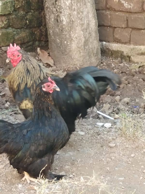 Cochin Bantam very reasonable price 0