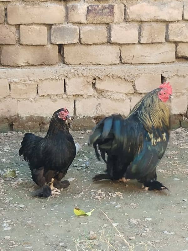 Cochin Bantam very reasonable price 2