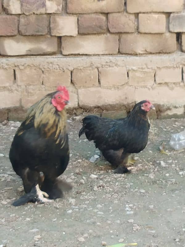 Cochin Bantam very reasonable price 3