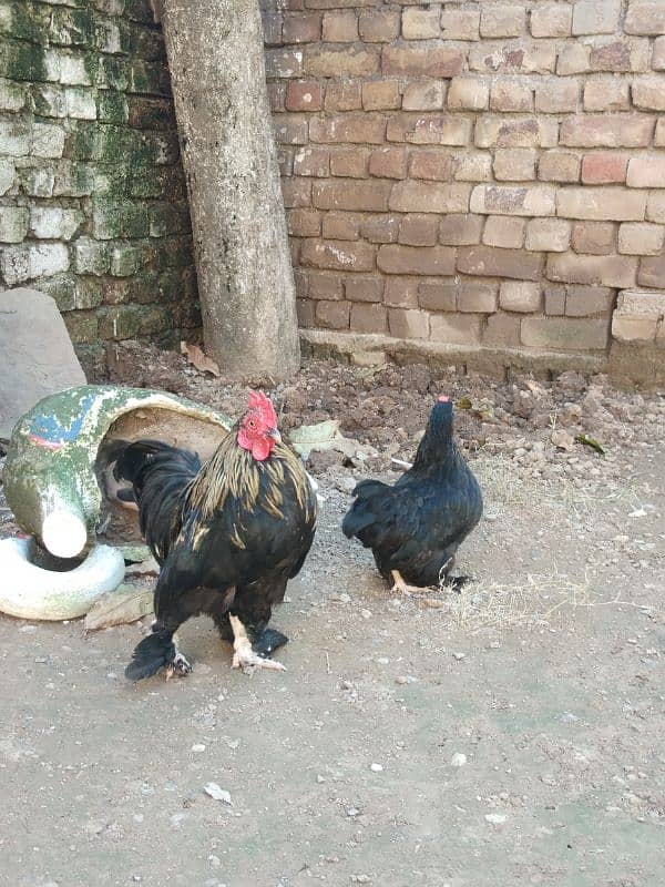 Cochin Bantam very reasonable price 4