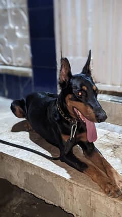 Doberman imported male