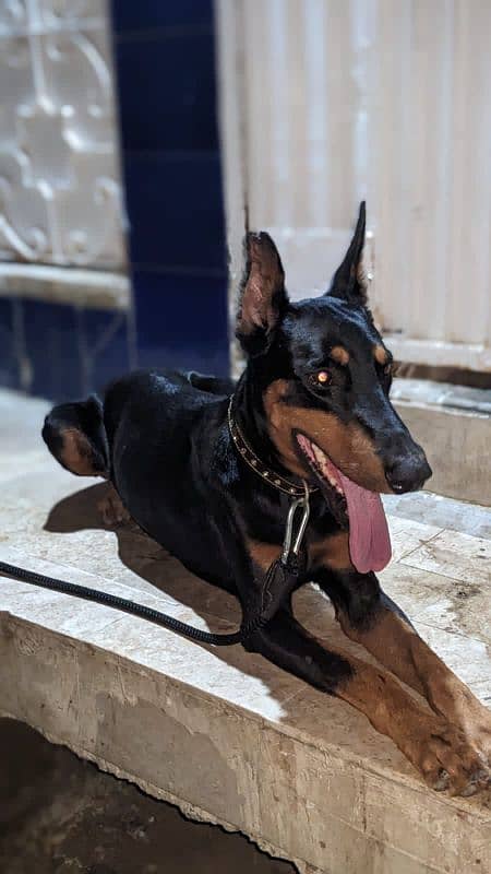 Doberman imported male 0