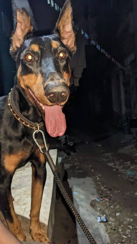 Doberman imported male 2