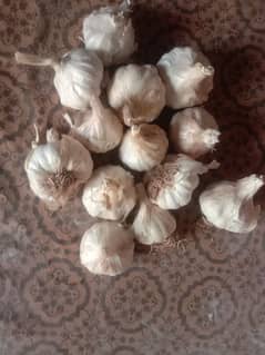 Garlic