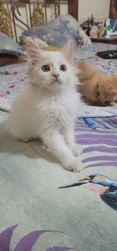 pure Persian triple cot kittens 2 month age