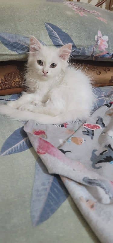 pure Persian triple cot kittens 2 month age 1