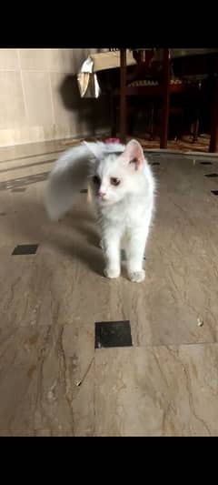 cute little Turkish angora  cat 6 months age