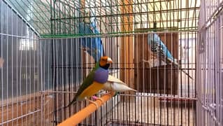 budgie parrot breeder male avaliable + finch breeder pair with 1 egg