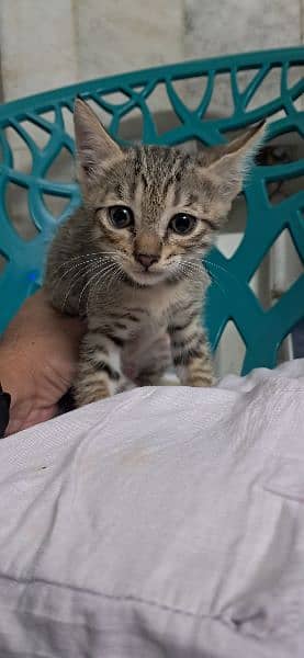 Tabby European Shorthair Kittens 7