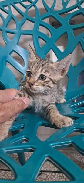 Tabby European Shorthair Kittens 8