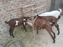 2 dant 4 female confirm pregnant  for sale