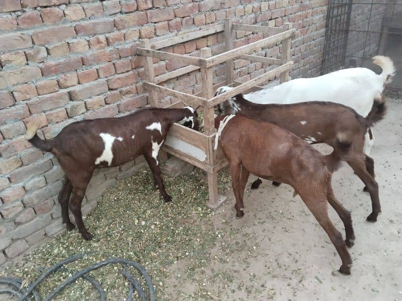 2 dant 4 female confirm pregnant  for sale 0