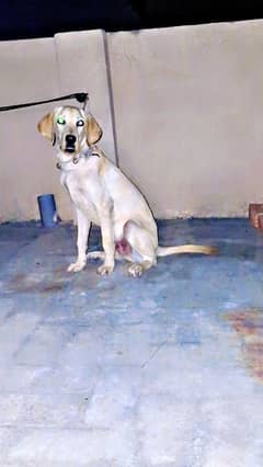 labrador