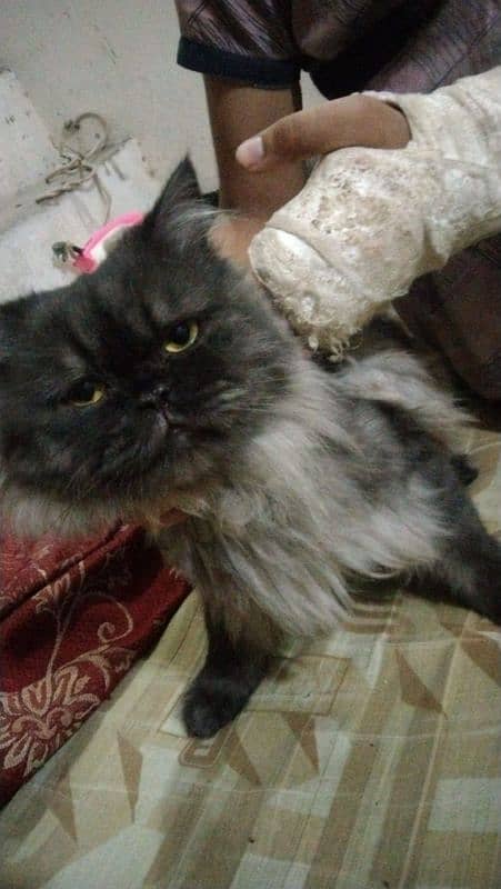 Black Persian Cat for Sale 3