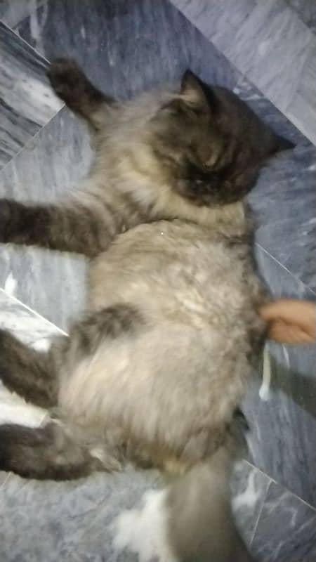 Black Persian Cat for Sale 4