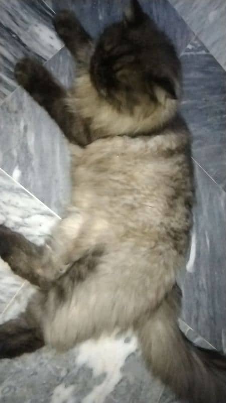 Black Persian Cat for Sale 5