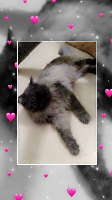 Black Persian Cat for Sale 6