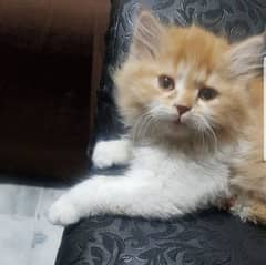 tripple coated persian kitten