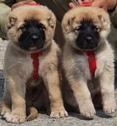 Kurdish kangal dog pair 2 months for sale