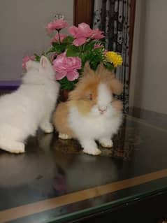 lionhead dwarf imported breeder female