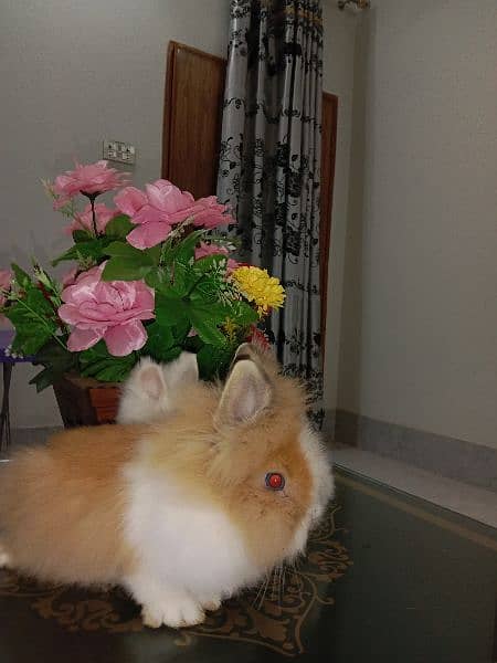 lionhead dwarf imported breeder female 1