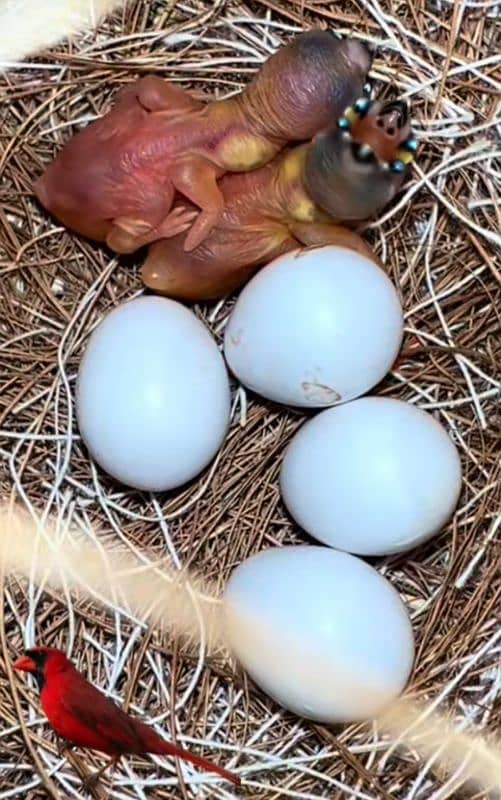 Lady Gouldian Breeding Pairs 11