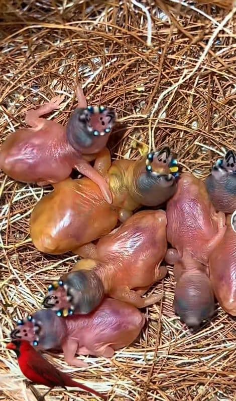 Lady Gouldian Breeding Pairs 14