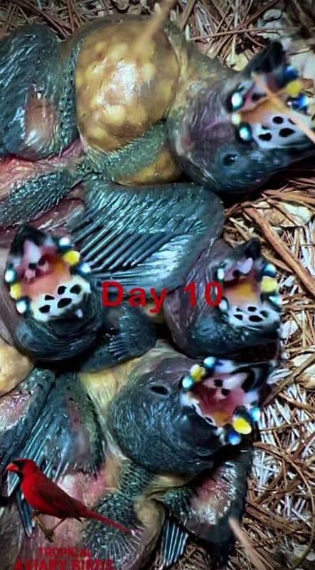 Lady Gouldian Breeding Pairs 16