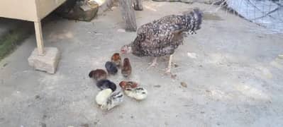 desi chiks and hen for sale