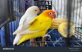 Breeder love birds for sale 0312-5001836 0