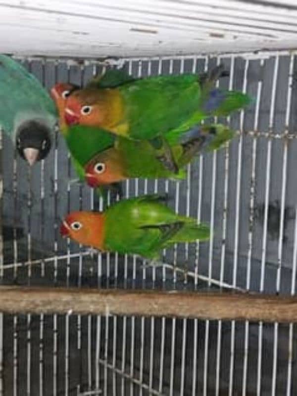 Breeder love birds for sale 0312-5001836 1