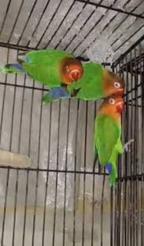 Breeder love birds for sale 0312-5001836 2